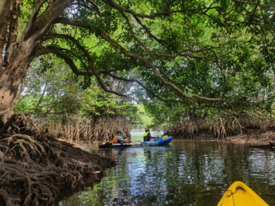 Kayakers on a mangrove tour