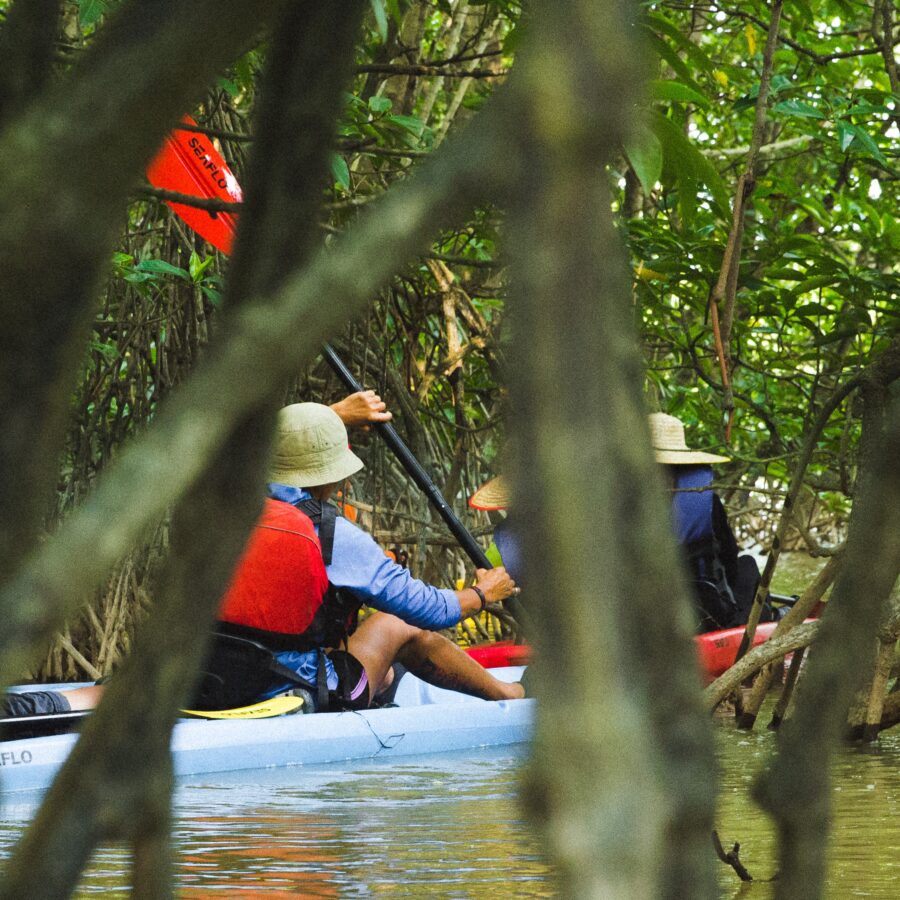 Ecotourism in Malaysia; kayakers paddling through Mangroves