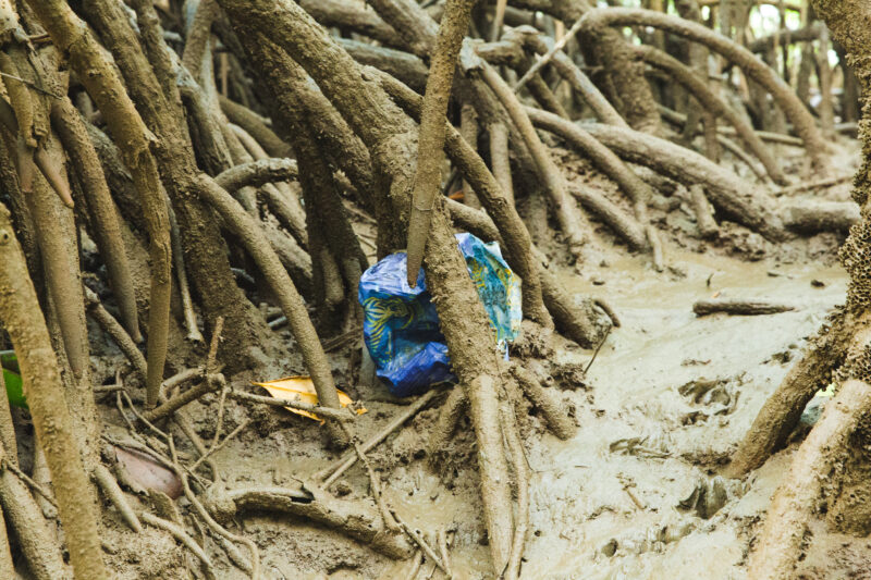 On a mangrove tour you will also see the damage being done