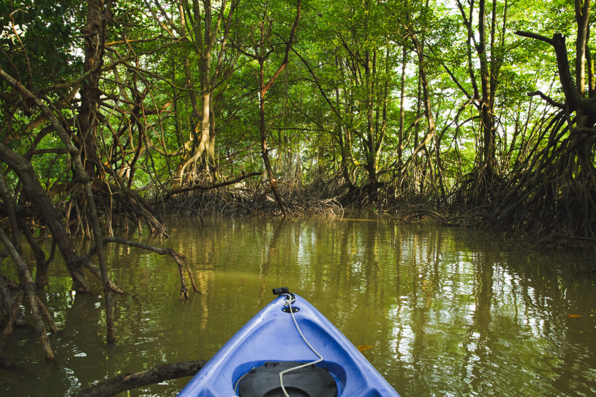Kayak on a mangrove tour