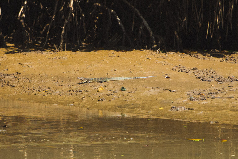 Monitor lizards are spotted on a mangrove tour