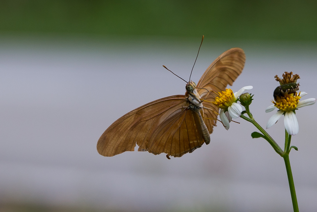 A family activity to educate about butterflies and their conservation – My Backyard Garden