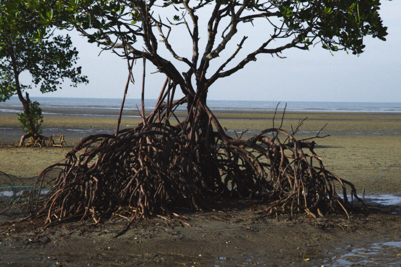 Intricate roots can be seen on a mangrove tour