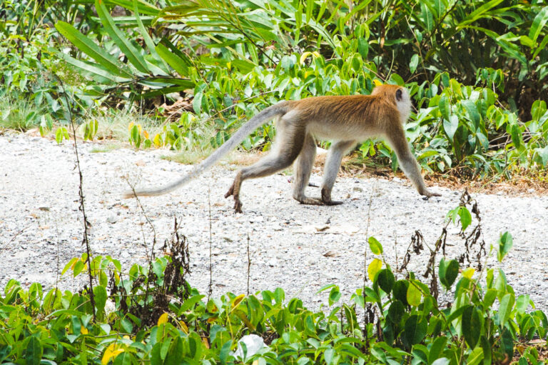 Monkeys can be spotted on mangrove tour